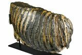 Woolly Mammoth Lower M Molar with Stand - North Sea Deposits #370335-4